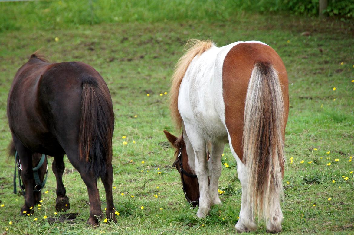 Shetlænder Tulle »Tullemis« billede 15
