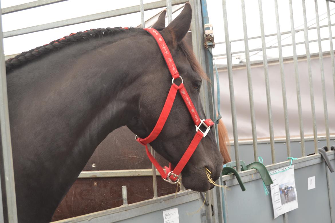 Frieser Zaino af Granly billede 6