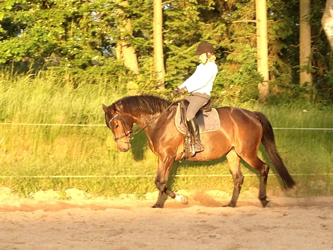 Dansk Varmblod dejavu (min mors) - min mor rider dejavu rigtig fint rigtig fint billede 3