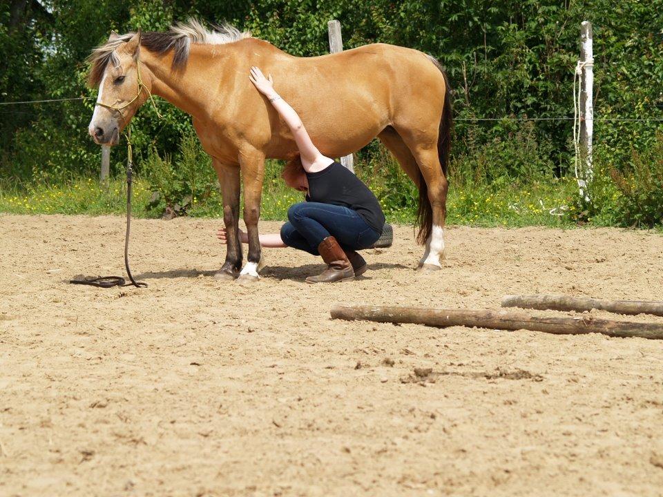 Anden særlig race My Yellow Dream - Horsemanship til ridelejren. Du skal kunne røre din hest overalt, og også kravle både under, over og rundt om den. billede 11