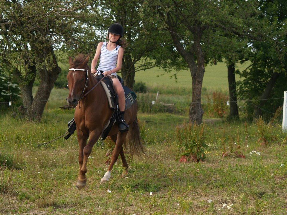 New Forest Elmholts Lamour - Ridelejr 2012: Amalie i galop på Lamour billede 16