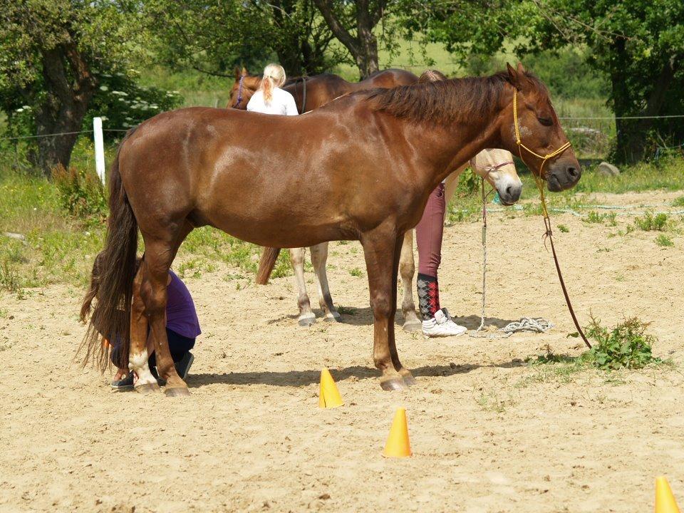 New Forest Elmholts Lamour - Ridelejr 2012: Horsemanship billede 17