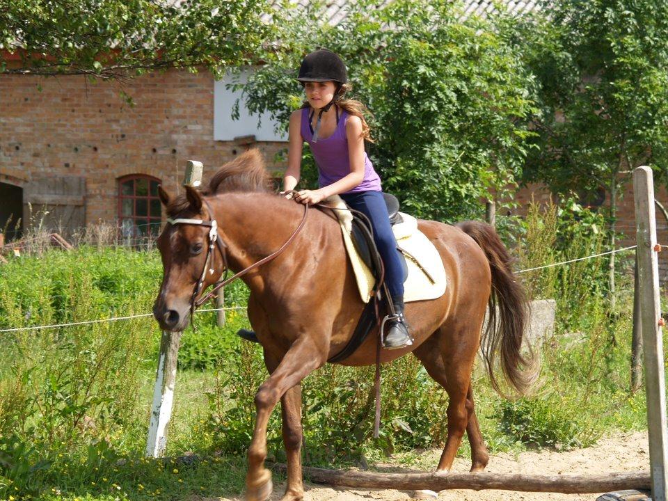 New Forest Elmholts Lamour - Ponygames til ridelejr 2012, med Amalie på ryggen billede 1