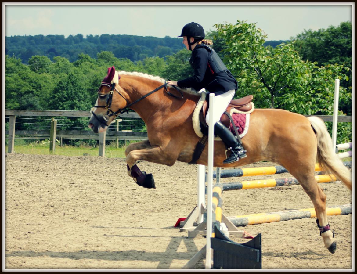 Haflinger Studgårdens Sally <3<3 - 2] KlubMesterSkab 2012 Sprang 60 - 70cm og kom på en 5 plads :)

Dato: 23.06 2012
Foto: Min Far billede 2