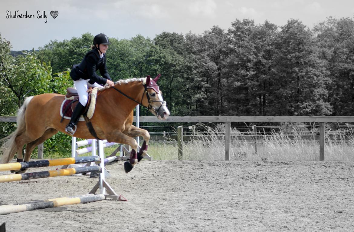 Haflinger Studgårdens Sally <3<3 - 8] KlubMesterSkab 2012 Sprang 60 - 70 0g kom på en 5 plads ;-D Hun var en stjerne!!

Dato: 23.06 2012
Foto: Min Far  billede 8