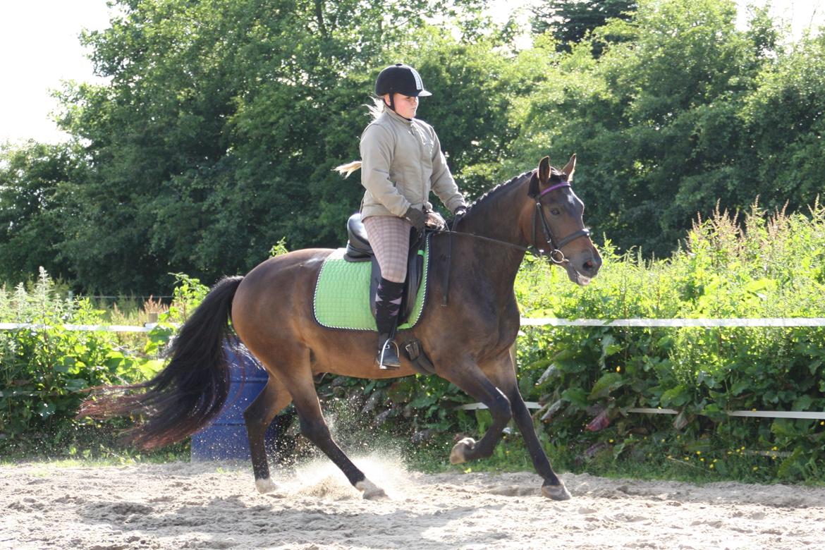 New Forest Enggårdens Ares (Charlie) - Photoshoot!

Galop billede 14