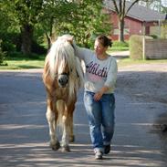 Haflinger Amadeos AVLHINGST