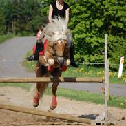 Haflinger Amadeos AVLHINGST