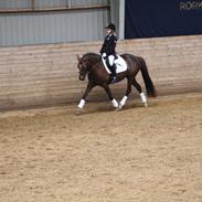 Hollandsk Sportspony Moonlight Shania- Tessa