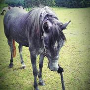 Welsh Pony (sec B) Bjerregård Adina