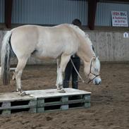 Fjordhest Smukke Cille