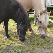 Fjordhest Smukke Cille