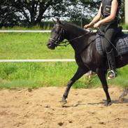 Welsh Partbred (Sec F) Soffy af Grysbæk