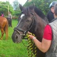 Anden særlig race Bandit