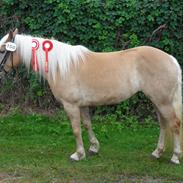 Haflinger Witney