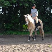 Haflinger Witney