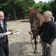 Hollandsk Sportspony Moonlight Shania- Tessa