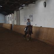 Hollandsk Sportspony Moonlight Shania- Tessa