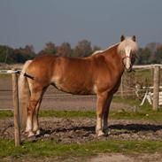 Haflinger Shiva