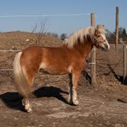Haflinger Shiva
