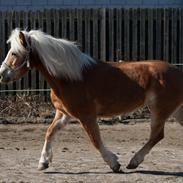 Haflinger Shiva