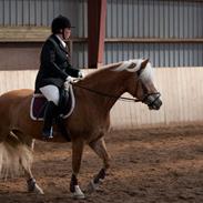 Haflinger Shiva