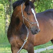 New Forest Jamaj  B-pony