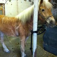 Haflinger Vilma