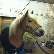 Haflinger Vilma