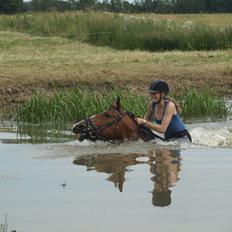 Oldenborg Hasselhøjs Ikaros (Bamse)[VIDUNDER HESTEN]