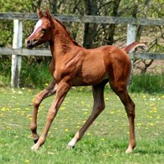 Arabisk fuldblod (OX) WML Hanna