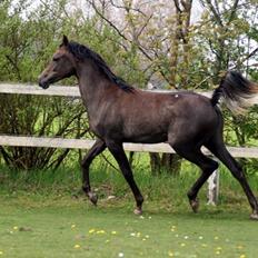 Arabisk fuldblod (OX) WML Hanna