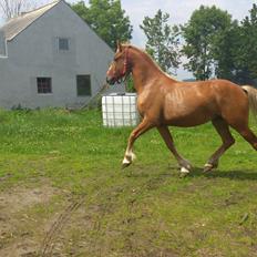 Anden særlig race Mulle