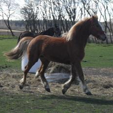 Anden særlig race Mulle