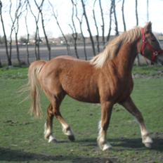 Anden særlig race Mulle