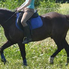 New Forest Dusty<3  ( HoppeBolden)