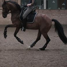 Tysk Sportspony Reality We A-PONY