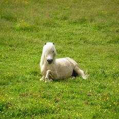 Islænder Elfa fra Allpass