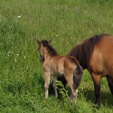 Dansk Miniature † Bjørnsmindes Day Dream †