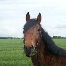 Anden særlig race Lucas