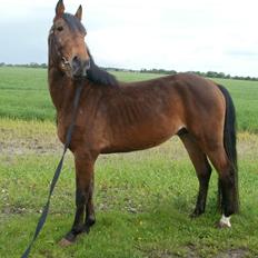 Anden særlig race Lucas