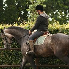 Dansk Varmblod Zachos Chatana (F1) R.I.P.