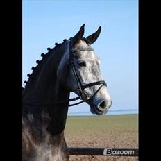 Dansk Varmblod Zachos Chatana (F1) R.I.P.