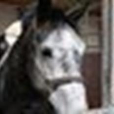 Dansk Varmblod Zachos Chatana (F1) R.I.P.