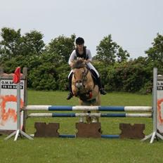 Fjordhest Klemmed's Anemone SOLGT