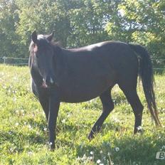 Anden særlig race Zachos Leica