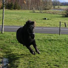 Islænder Tigla fra Tågehuse