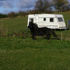 Islænder Tigla fra Tågehuse