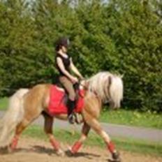 Haflinger Amadeos AVLHINGST