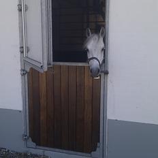 Anden særlig race Lyngdalgårds Star light<3<3!!!